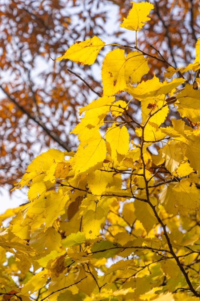 “瞰見秦嶺 詩畫終南”媒體景區(qū)行活動 邂逅南五臺秋韻